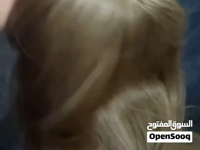 باروكه طبيعي جديده  للبيع