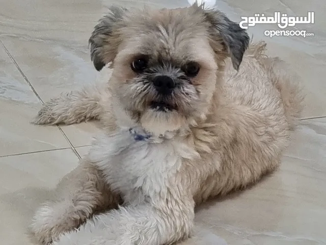 شيتزو ذكر للبيع 60 ريال في العامرات... ودود جدا