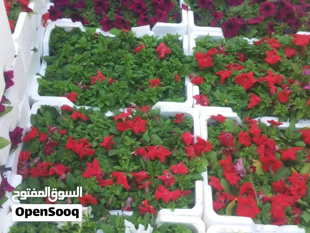 مشاتل النرجس والعارض