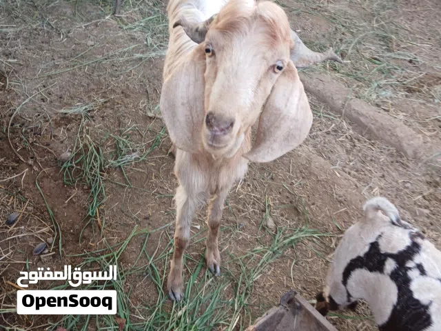 للبيع تيوس  ممتازه لتربيه او لذبح