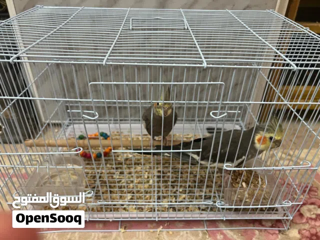 للبيع زوج ببغاء كوكتيل اليف الذكر طيران حر مدرب .قريب الإنتاج .لعشاق التميز .شوف الوصف ضروووري جداً