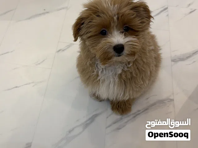 كلب مالتيبو العمر 3 شهور