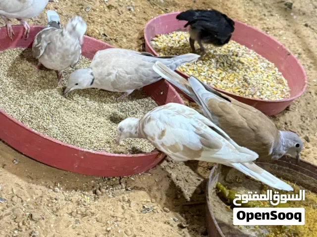 السلام عليكم
