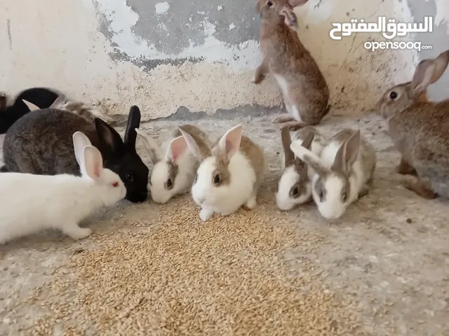 أرانب ذكور  للبيع في عمان جاوا  5 دنانير الواحد عدد 7