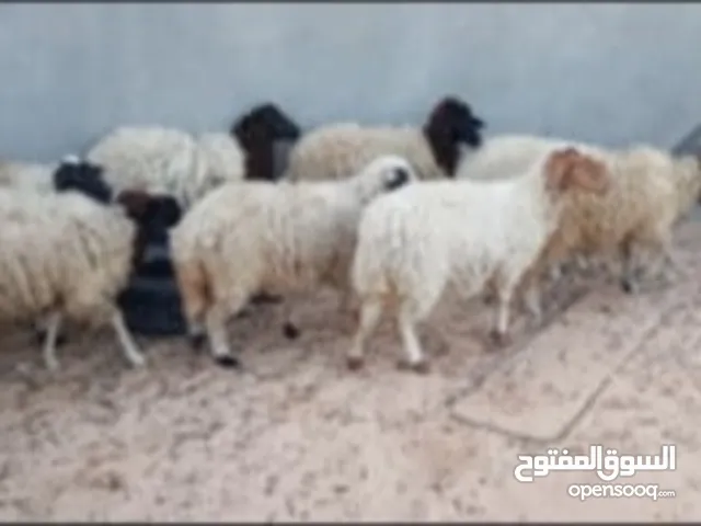 تسعه فطايم العمر من 5الى 10أشهر
