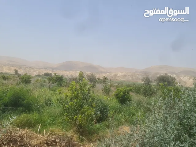 Farm Land for Sale in Salt Wadi Shua'ib