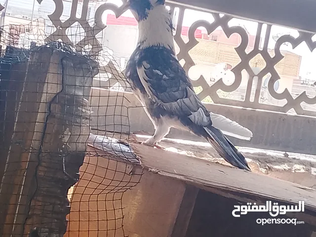 سلام عليكم شباب ذني طيور نثيه وفحل شرط تبزير ثنينهن ريتهن بست تالف وتك على تلتلف
