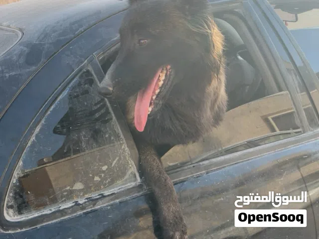 كلب فحل ربي يبارك سعر حرق. يلي بيكسب كلب مينوا