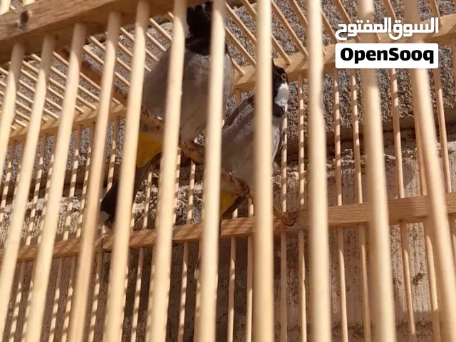 بلابل للبيع نثية وفحل اليفات للبيع شرط التبزير وبيضات عندي