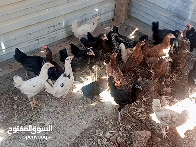 فرخات بلدي نخب للبيع نخب النخب