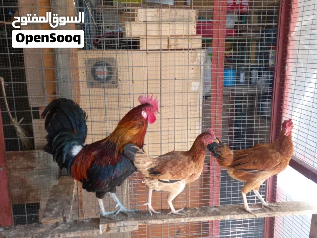 دجاجتين + ديج شمسيات شرط الصحه