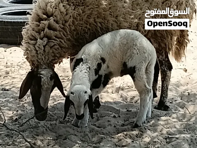 السلام عليكم ثلاثة نعجات 2 كل وحدة تحتها خروف سنهم اول جمع  والتالثه  انت والنصيب سنها سدسة