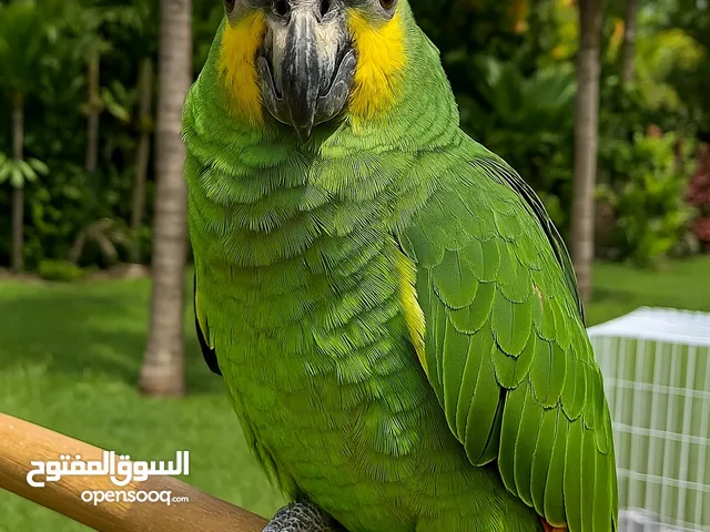 ببغاء امزوني