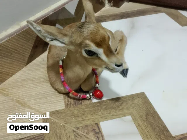 غزال الديماني انثي