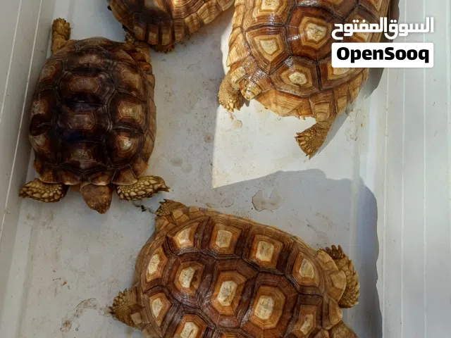 سلاحف سلكاتا الافريقيه