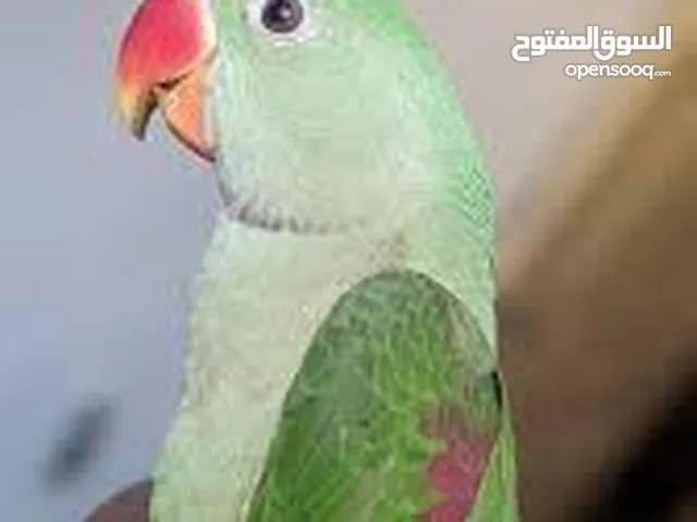 Want to buy: Hand-tamed male Nepali Parrot