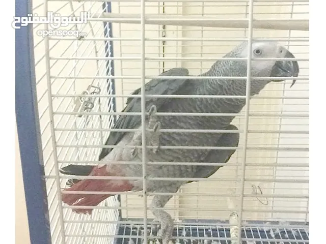 ببغاء كاسكو متكلم مواجهة بصوت واضح