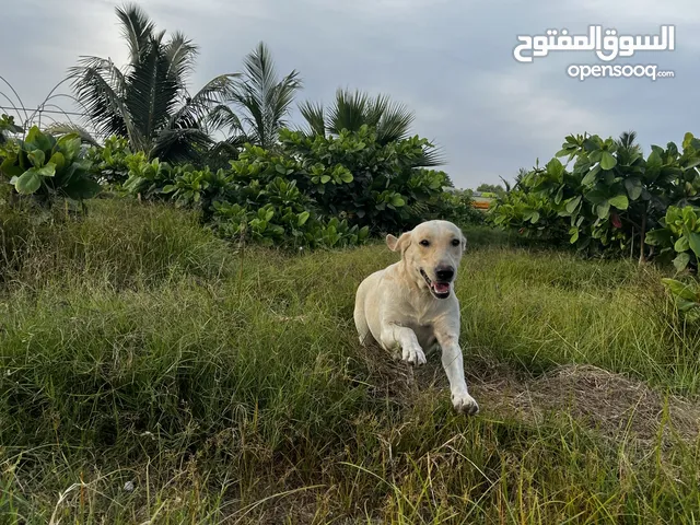 للبيع جرو لابلدور لطيف مطعم عمره 7 اشهر