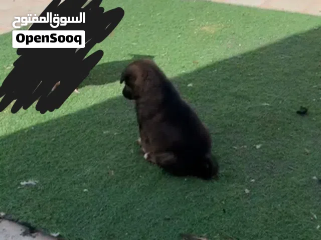 للبيع جيرمن تابع الوصف