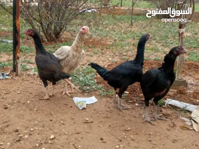 بيض دجاج براهمي وباكستاني