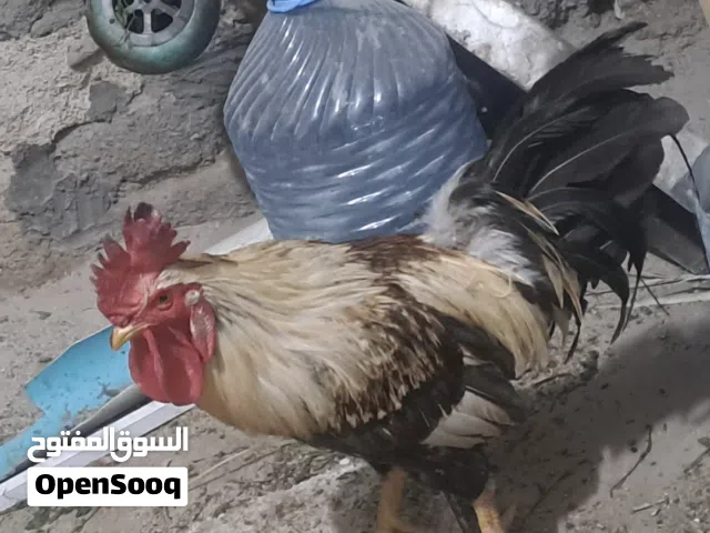 ديج عرب نشيط