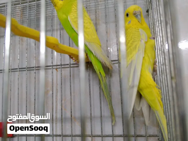 طيور للبيع بسعࢪ حرق اقرأ الوصف