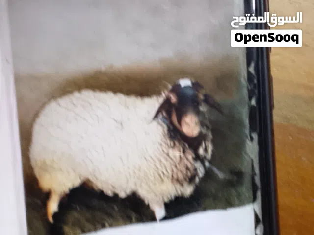 نعجه للبيع