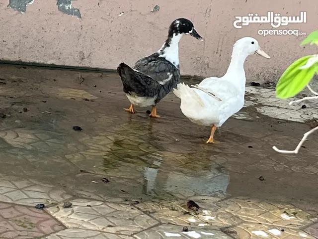 بط زوج ب3 ريال