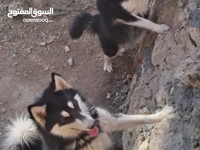 كلبين الاسكان مالموت للبيع