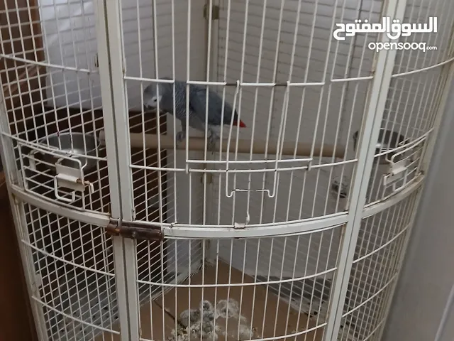 ببغاء زنجباري ربي يبارك