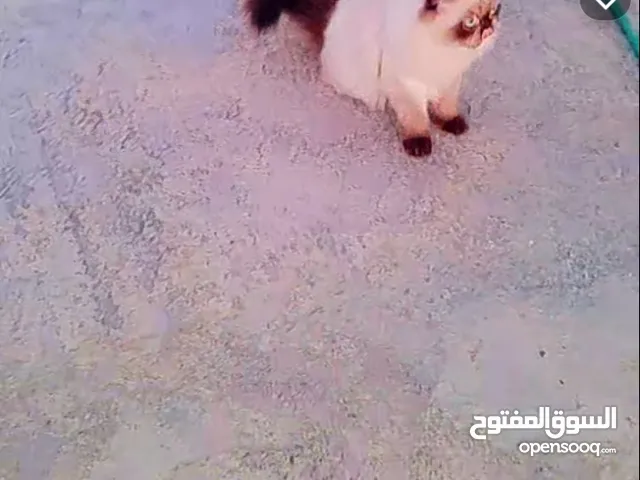 قطط للبيع هامالايا