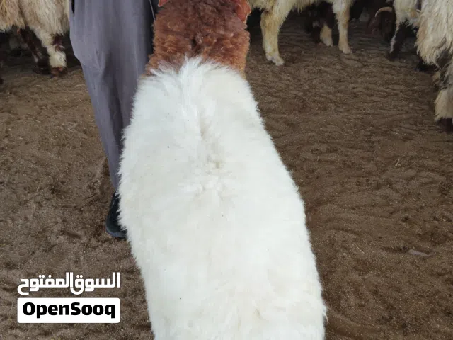 سعودي محلي