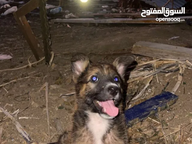 كلب نوع بلغي