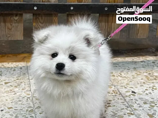 انثى بوميرينان للبيع