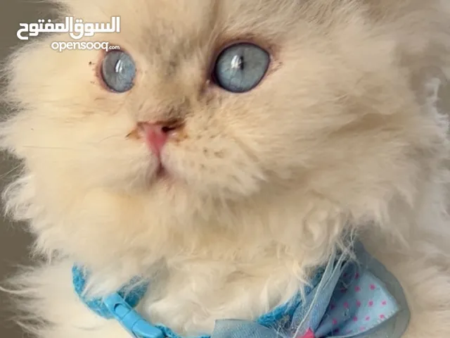 قطه بريتش شعر طويل