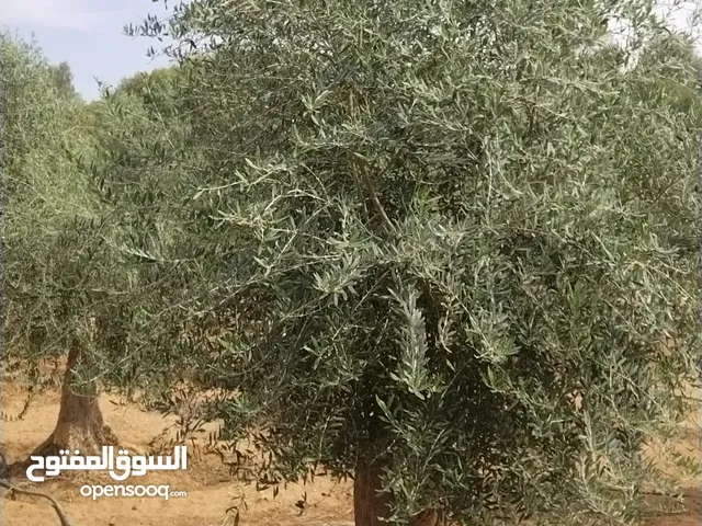 لتوريد وزراعت أشجار الزيتون