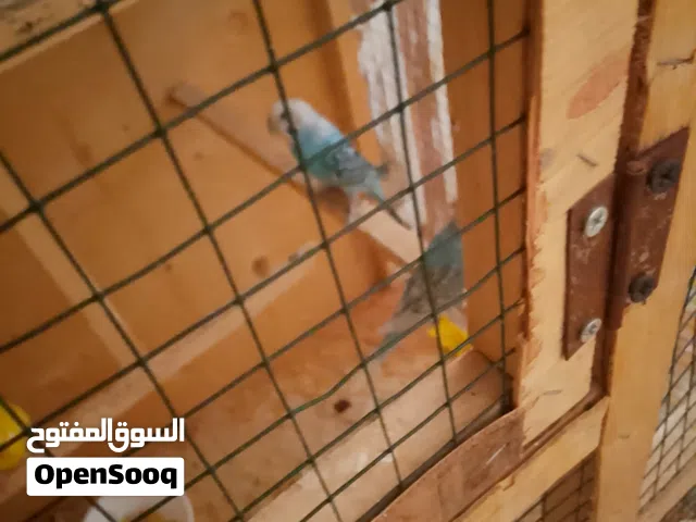 طيور الحب بياضات
