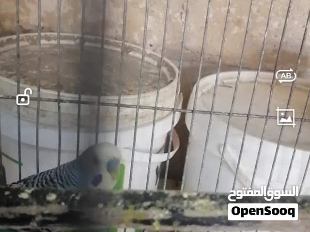 جوز حب بلدي مع فراخ