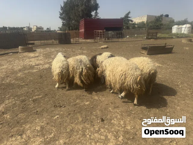 7 ثنايا مقنوي ولحم مسكرات فوق النخب مدا ووسر واوزان ثقيله