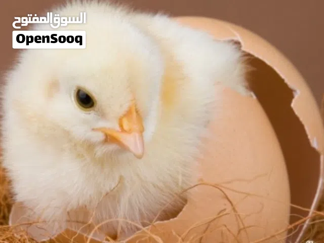 We  Will  incubate Eggs for you   -سنقوم بحضانة البيض نيابةً عنك.