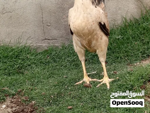 السلام عليكم متاح دجاجه دندراوي فواتح خط اول