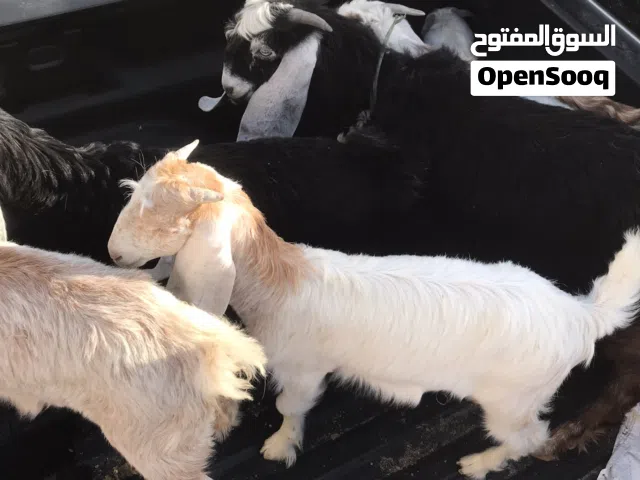 للبيع مندي شي فاخر وطيب