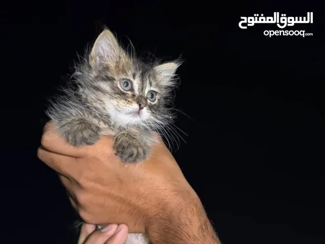 قط للبيع ،