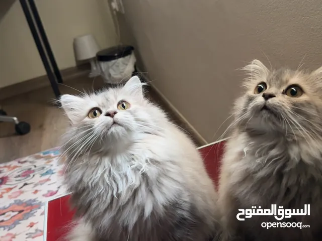 كيتنس شيرازي للبيع