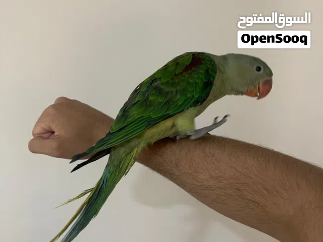 فرخ ببغاء نيبالي
