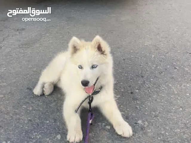 كلب هاسكي عمر 3 اشهور لل بيع ألون ثلجي فقط ب 70