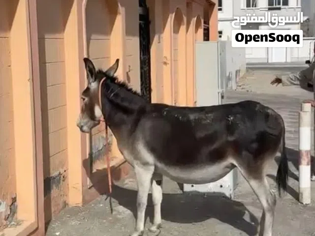 حمار قوة ويتحمل
