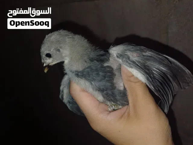 ما شاء الله تبارك الله العمر 3 اسابيع ماخدات كل المطاعيم