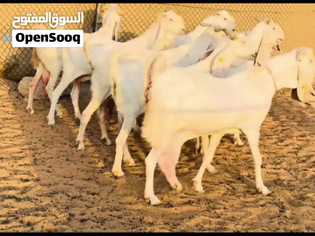 وسيط بيع وشراء