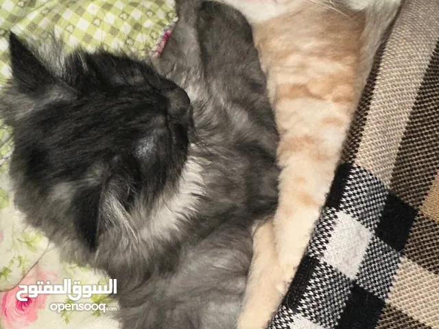 قط شيرازي و تركي Shirazi and Turkish cat
